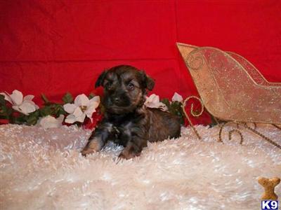 Miniature Schnauzer Puppies for Sale